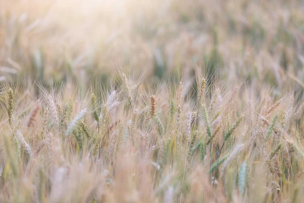 Beautiful landscape of Barley field in summer at sunset time, Harvest time yellow rice field in Thailand