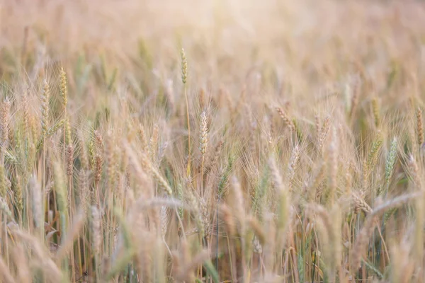 Beautiful landscape of Barley field in summer at sunset time, Harvest time yellow rice field in Thailand