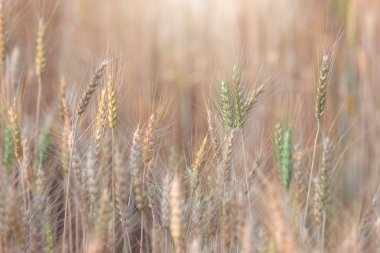Arpa alanın günbatımı zamanı, hasat zamanı sarı pirinç alan Tayland, yaz aylarında güzel manzara