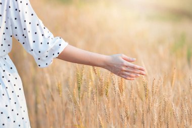 Kadın el günbatımı zaman yaz aylarında arpa dokunmadan