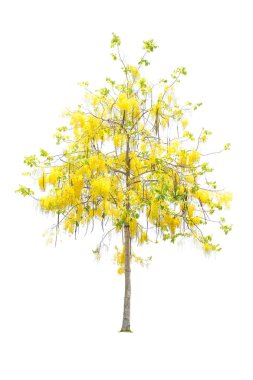 Altın duş veya beyaz izole Cassia fistül