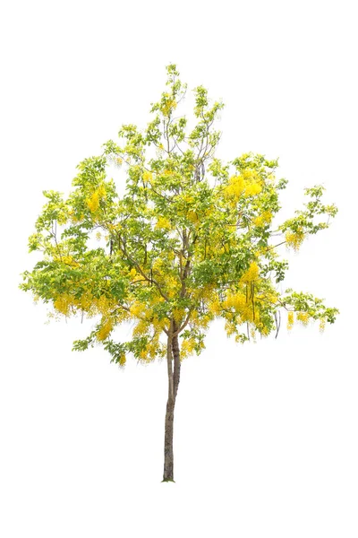 Altın duş veya beyaz izole Cassia fistül