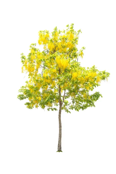 Altın duş veya beyaz izole Cassia fistül