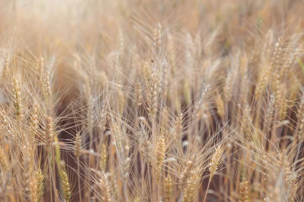 Beautiful Landscape Barley Field Summer Sunset Time Harvest Time Yellow — Stock Photo, Image