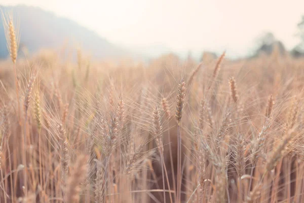 Beautiful landscape of Barley field in summer at sunset time, Harvest time yellow rice field in Thailand