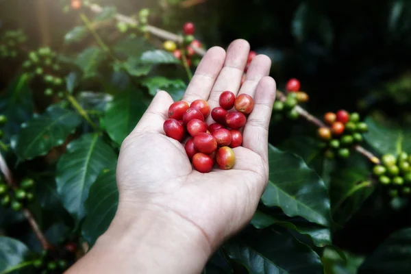 Hand Holding Ripe Coffee Bean Worker Harvest Arabica Coffee Bean — Stock Photo, Image