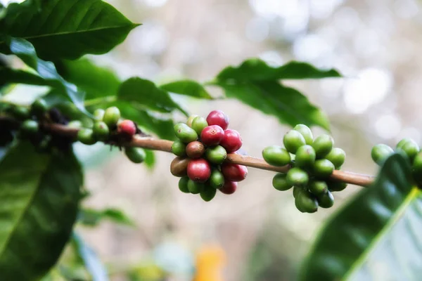 Coffee Bean Arabicas Coffee Tree — стоковое фото
