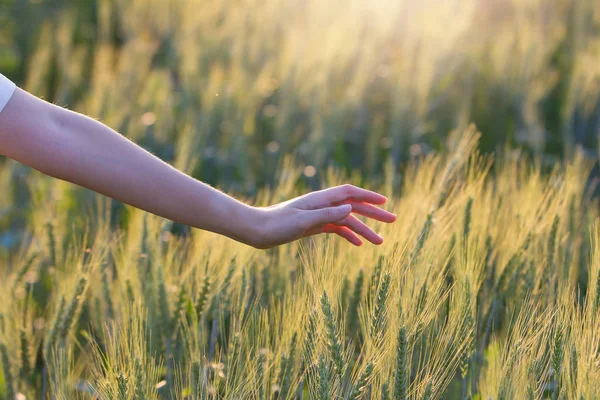 女人用手抚摸大麦在日落的时候 — 图库照片