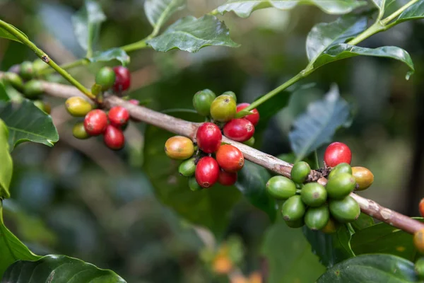 Coffee Bean Arabicas Coffee Tree — стоковое фото