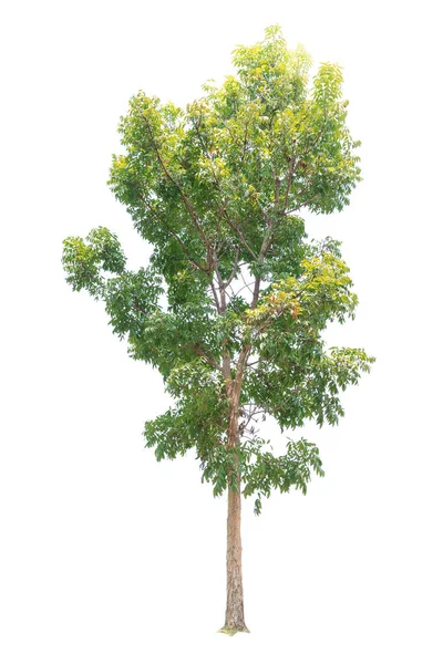 Closeup Big Mahogany Tree Isolated White Background — Stock Photo, Image