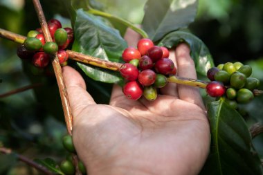 Olgun kahve çekirdeği, işçi tutan el Arabica kahve çekirdeği kahve ağaçtan hasat.