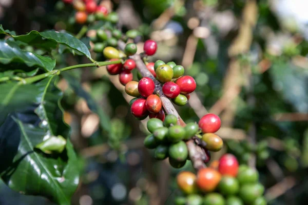 Coffee Bean Arabicas Coffee Tree — стоковое фото