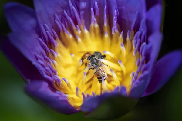 Gros Plan Abeilles Essayant Garder Pollen Nectar Nénuphar — Photo