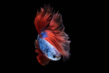Siyam mücadele balık veya siyah arka plan üzerine izole daha iyi balık.