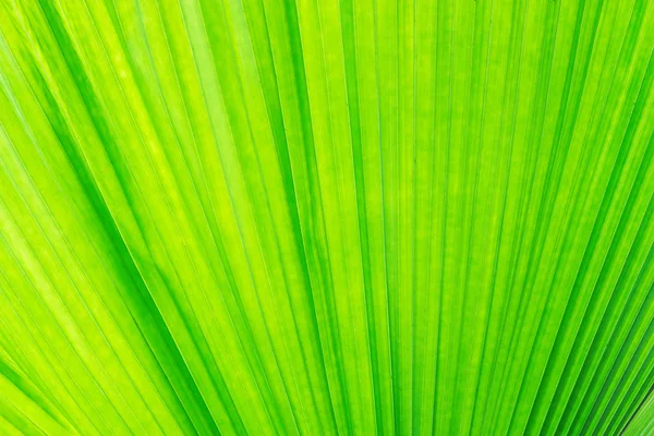 Detail Krásné Sluneční Světlo Palmovém Listu — Stock fotografie