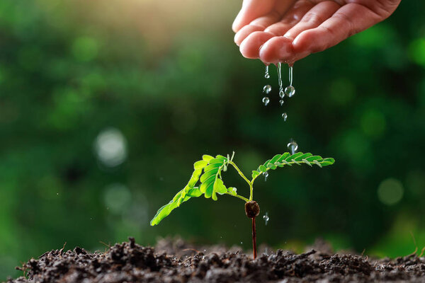 Close up Farmer Hand watering young baby plants (tamarind tree).