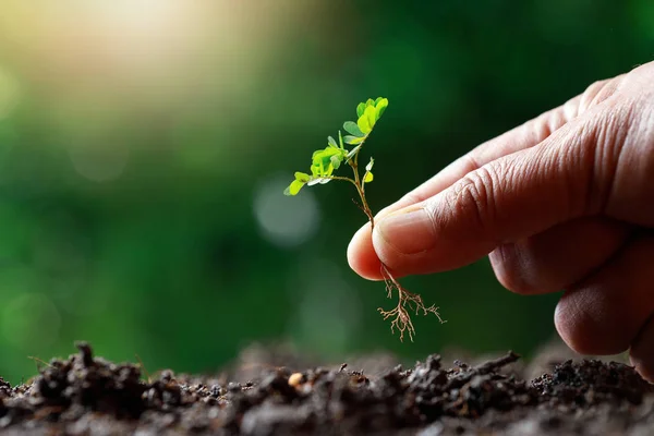 Farmer Hand Planting Sprout Tamarind Tree Fertile Soi — Stock Photo, Image