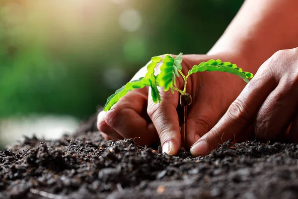 Farmer Hand Planting Sprout Tamarind Tree Fertile Soi — Stock Photo, Image