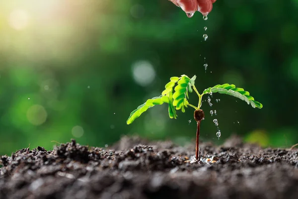 Close Agricultor Mão Regar Plantas Jovens Bebê Tamarindo Árvore — Fotografia de Stock