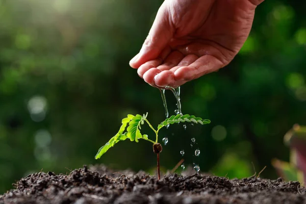 Close Agricultor Mão Regar Plantas Jovens Bebê Tamarindo Árvore — Fotografia de Stock