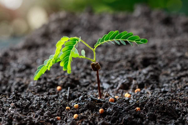 Zamknij Młoda Roślina Tamaryndowca Rosnąca Żyznej Glebie — Zdjęcie stockowe