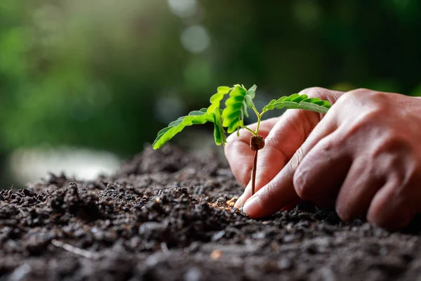 Uprawa Ręczna Rolnika Tamaryndowca Żyznej Glebie — Zdjęcie stockowe