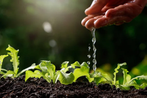 Close Farmer Hand Watering Young Baby Green Oak Lettuce — Stock Photo, Image