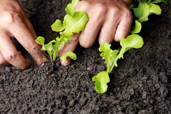 Закрыть фермер ручной посадки ростков (зеленый дуб салат) в плодородной почве
.