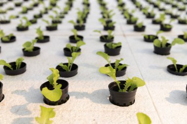 Hidroponik çiftliği, serada organik hidrofonik sebze bahçeli taze marul..