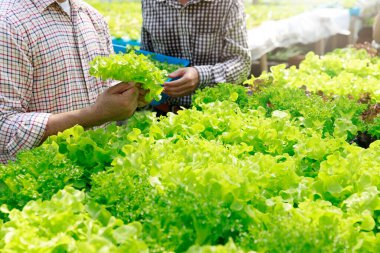 Hydroponics farm ,Worker testing and collect environment data from lettuce organic hydroponic vegetable at greenhouse farm garden.