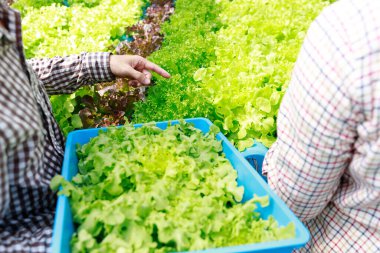 Hydroponics farm ,Worker testing and collect environment data from lettuce organic hydroponic vegetable at greenhouse farm garden.