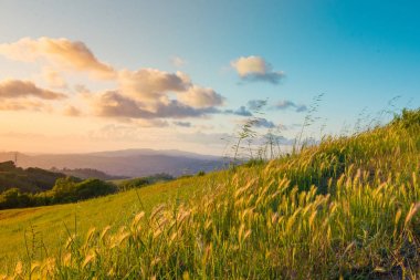 Kaliforniya'da gün batımında altın buğday tarlaları