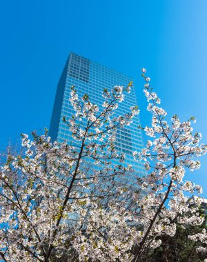 Kiraz çiçekleri blossming Yeouido adasında, Seoul, Güney Kore bina skycrapper karşı