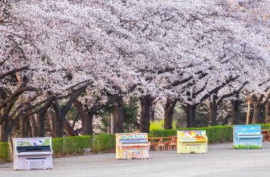 Seul Güney Kore'de çekilmiş Seul Grand Park bahar kiraz çiçekleri blossming