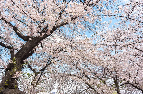 Fiori Ciliegio Fiore Primavera Seoul Sud Corea Preso Seoul Grand Fotografia Stock