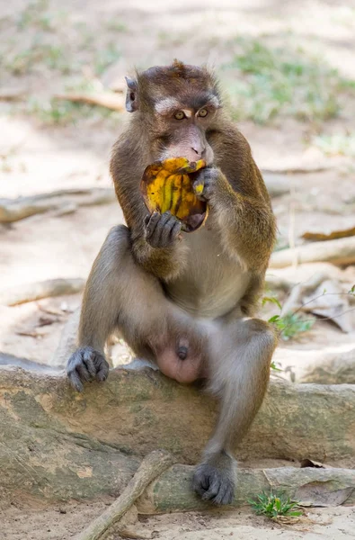 Scimmia Mangia Banane Calauit Safari Park Dell Isola Busuanga Palawan Foto Stock