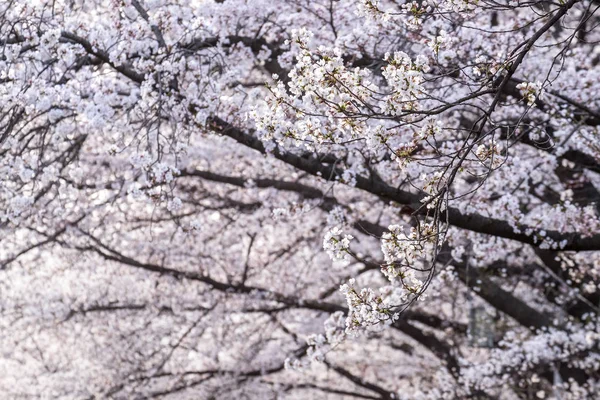 Fiori Ciliegio Fiore Primavera Seoul Sud Corea Sfondo Naturale Preso Foto Stock Royalty Free