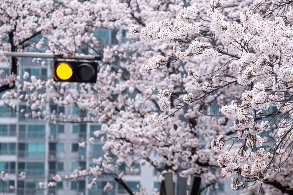 Città Vista Strada Fiori Ciliegio Fioritura Primavera Seoul Corea Del Fotografia Stock