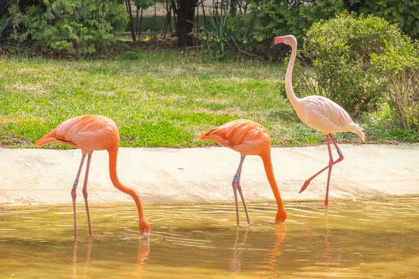 Flamingos Cor Rosa Seul Coreia Sul — Fotografia de Stock