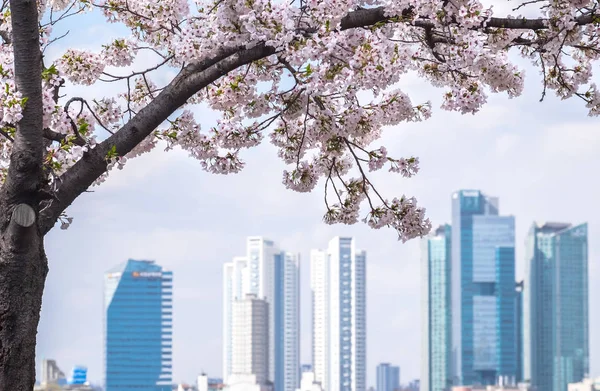 Kiraz Çiçekleri Blossming Bahar Seul Güney Kore Şehir Sokak Görünümü — Stok fotoğraf
