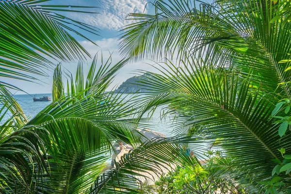 Bellissimo sfondo naturale tropicale con foglie di palme e sole — Foto Stock