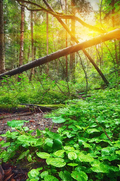 Ağaçların Arasından Parlayan Güneş Son Çam Ormanı Doğal Doğal Peyzaj — Stok fotoğraf