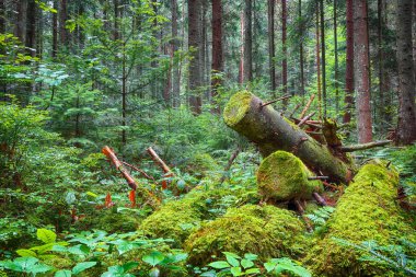 Ormandaki yaşlı düşmüş ağaçların. Fal sonbaharda yaprakları. Karpat bölge. Ukrayna