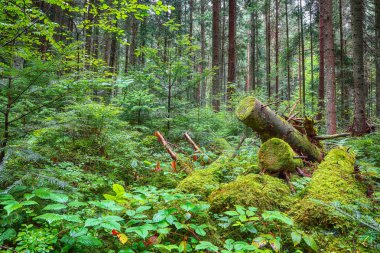 Ormandaki yaşlı düşmüş ağaçların. Fal sonbaharda yaprakları. Karpat bölge. Ukrayna