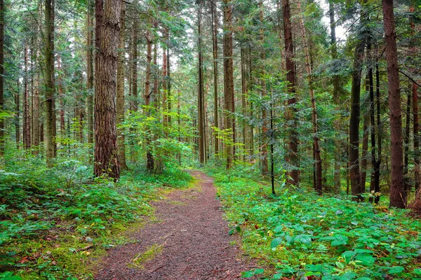 tazelik çam ormanı içinde ruhu. Doğal doğal peyzaj. Woodland ışığında. Karpat bölge. Ukrayna