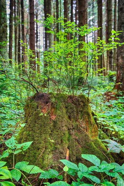 Old, mossy tree stump in green, sunlit forrest floor. Large tree stump in summer forest. Young bilberry  bush on a stump covered with moss