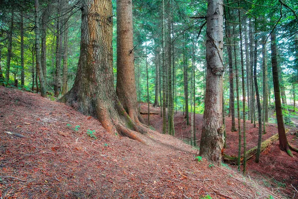 Duch Čerstvosti Borovém Lese Překrásné Přírodní Krajiny Slunce Lese Karpatské — Stock fotografie