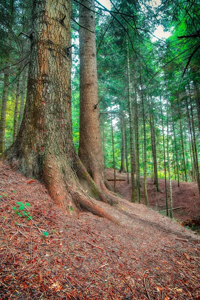 spirit of freshness in Pine forest. Scenic natural landscape. Sunlight in woodland. Carpathian region. Ukraine