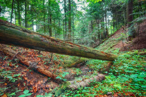 Staré Padlé Stromy Lese Falen Listy Podzim Karpatské Ukrajina — Stock fotografie