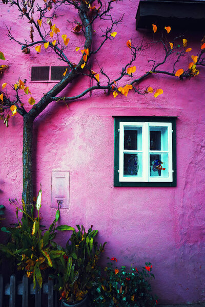 Typical Austrian Alpine houses. Tree in autumn against pink wall.  Location: resort village Hallstatt, Salzkammergut region, Austria, Alps. Europe.